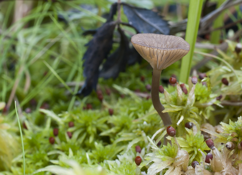 Arrhenia gerardiana